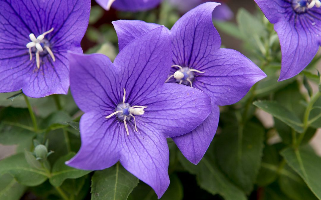 Estudio del transcriptoma de ‘Platycodon grandiflorus’